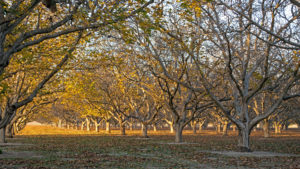 Walnut orchard going into dormancy.