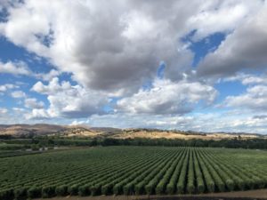 Olive ranch in the Sacramento Valley. Photo courtesy of Capay Valley Ranches.