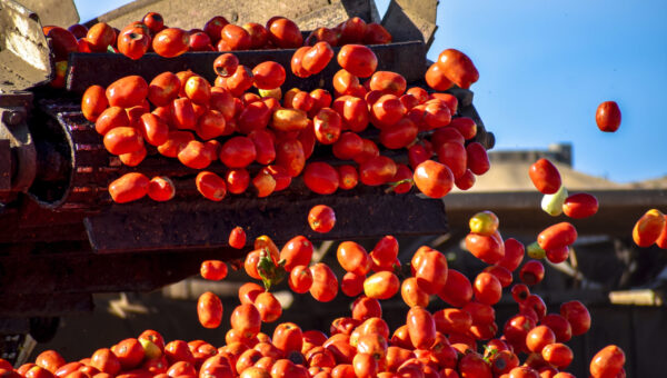 Tomato Harvester