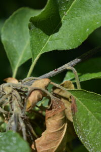 Symptoms of fire blight can appear as bacterial ooze from twig cankers, blackened leaves, flowers and fruit, or red-streaked bark underneath the wood.