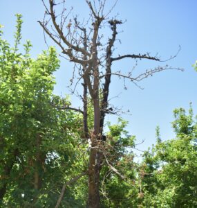 Fire blight is a common and frequently destructive disease of pome fruit orchards, killing entire limbs or trees in some cases. 