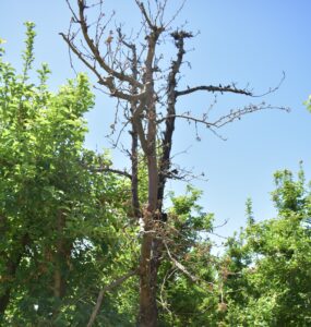 Fire blight is a common and frequently destructive disease of pome fruit orchards, killing entire limbs or trees in some cases.