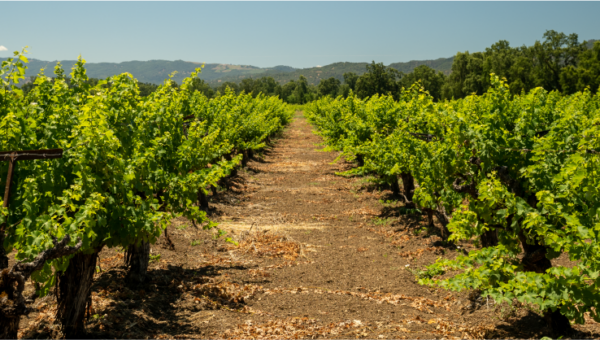 GW_Spring 2024 Newsletter_Grape Economics