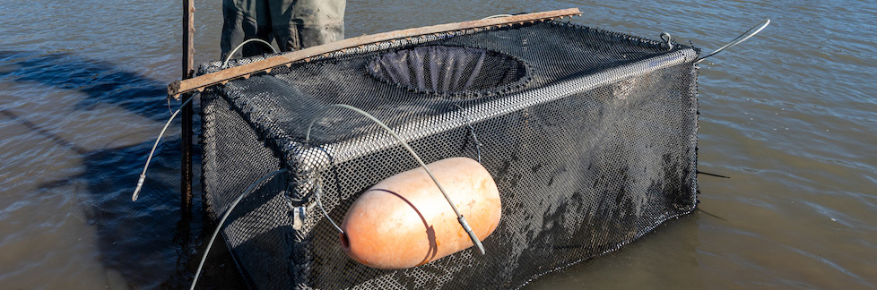 rice fields salmon trap