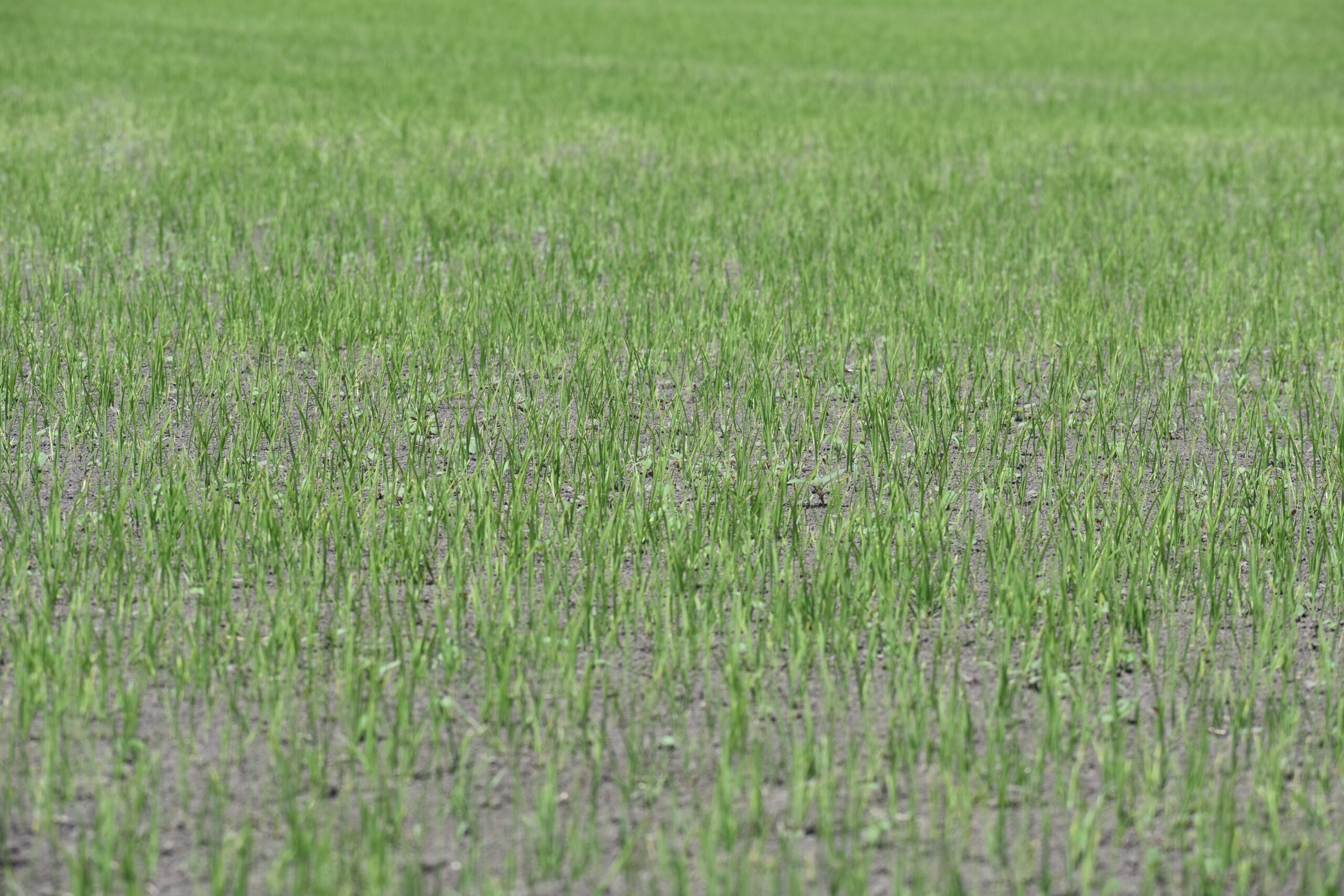 rice field