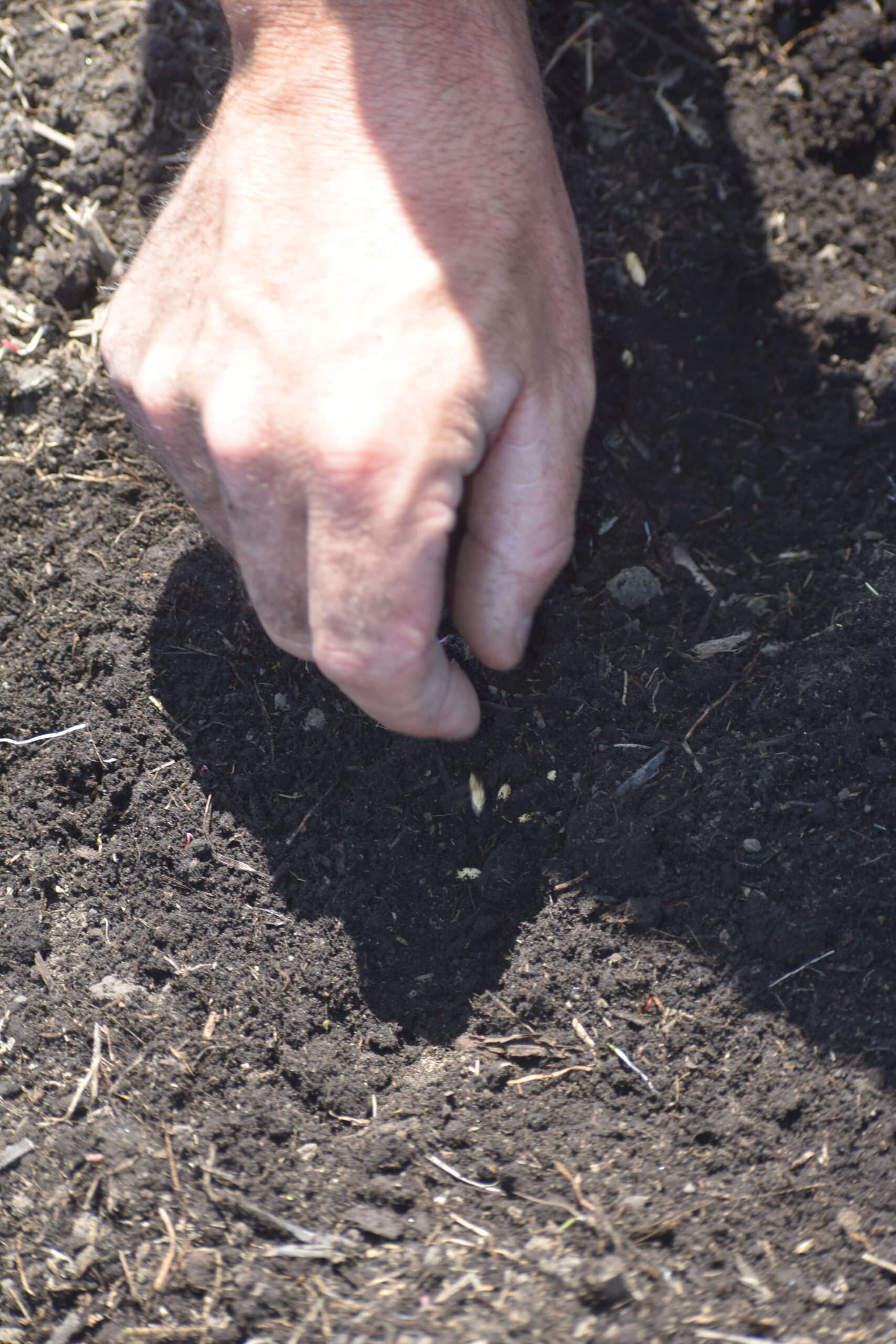hand grabbing soil