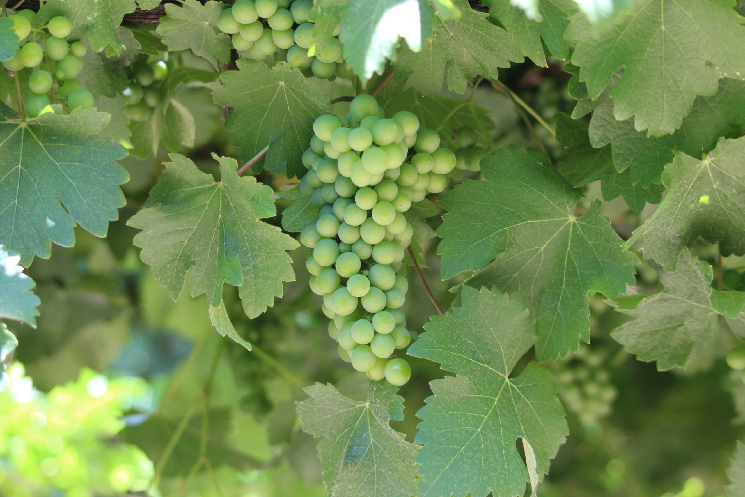 grape vines
