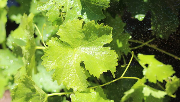 grape leaf